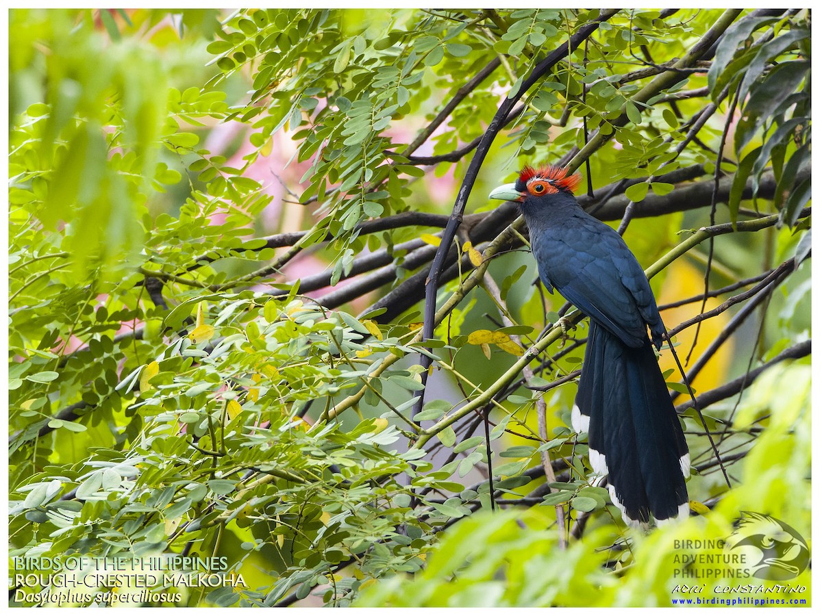 Red-crested Malkoha - ML601770301
