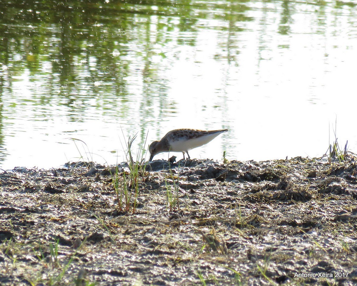 Little Stint - Antonio Xeira