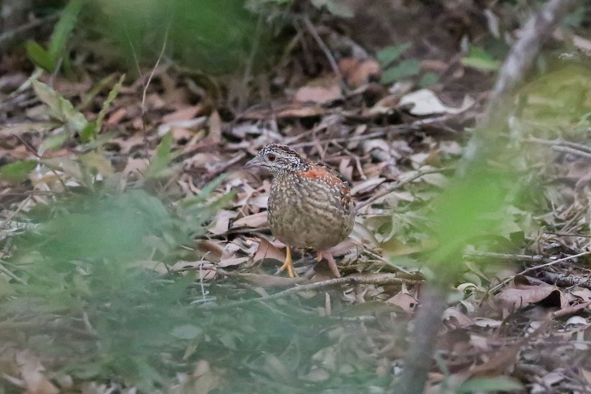 Painted Buttonquail - ML60177051