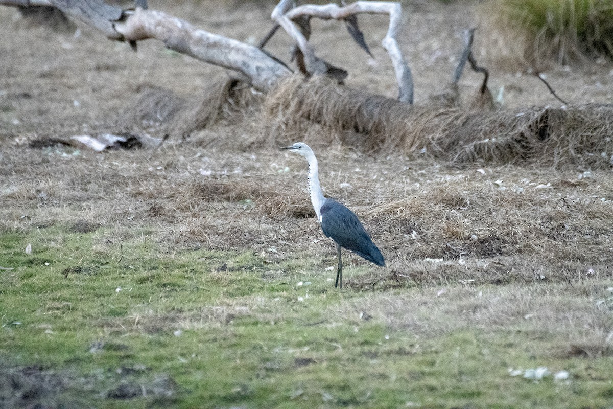 Pacific Heron - David King