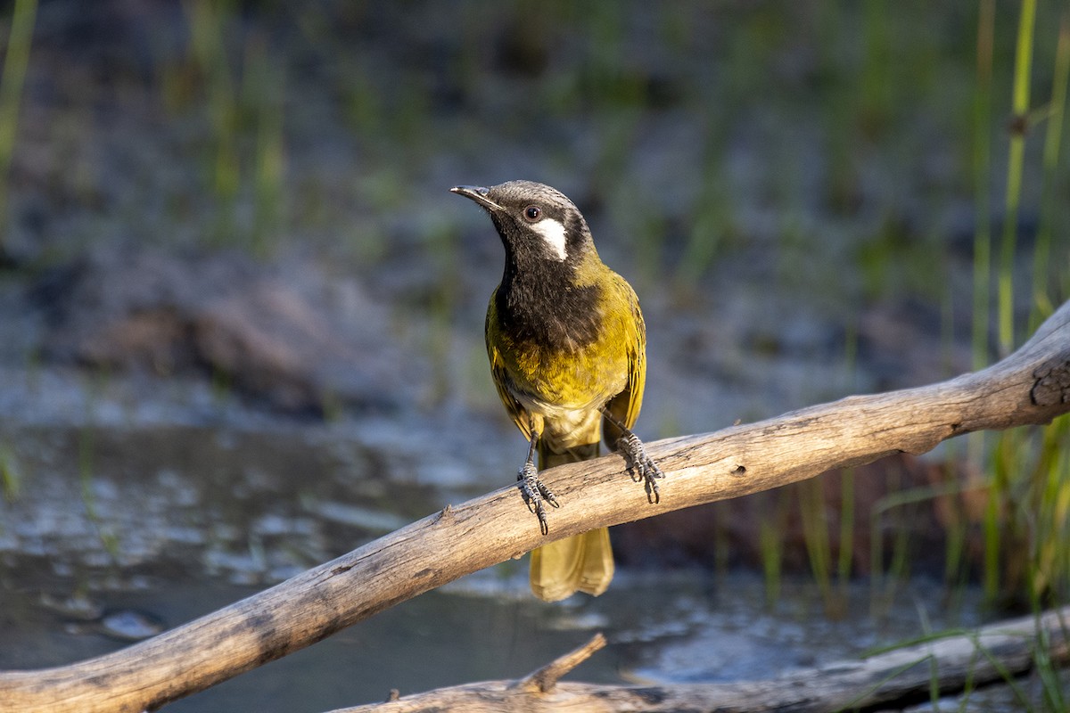 White-eared Honeyeater - ML601770841