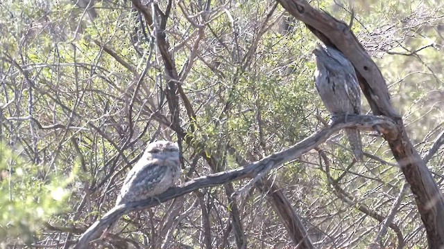 Tawny Frogmouth - ML601770921