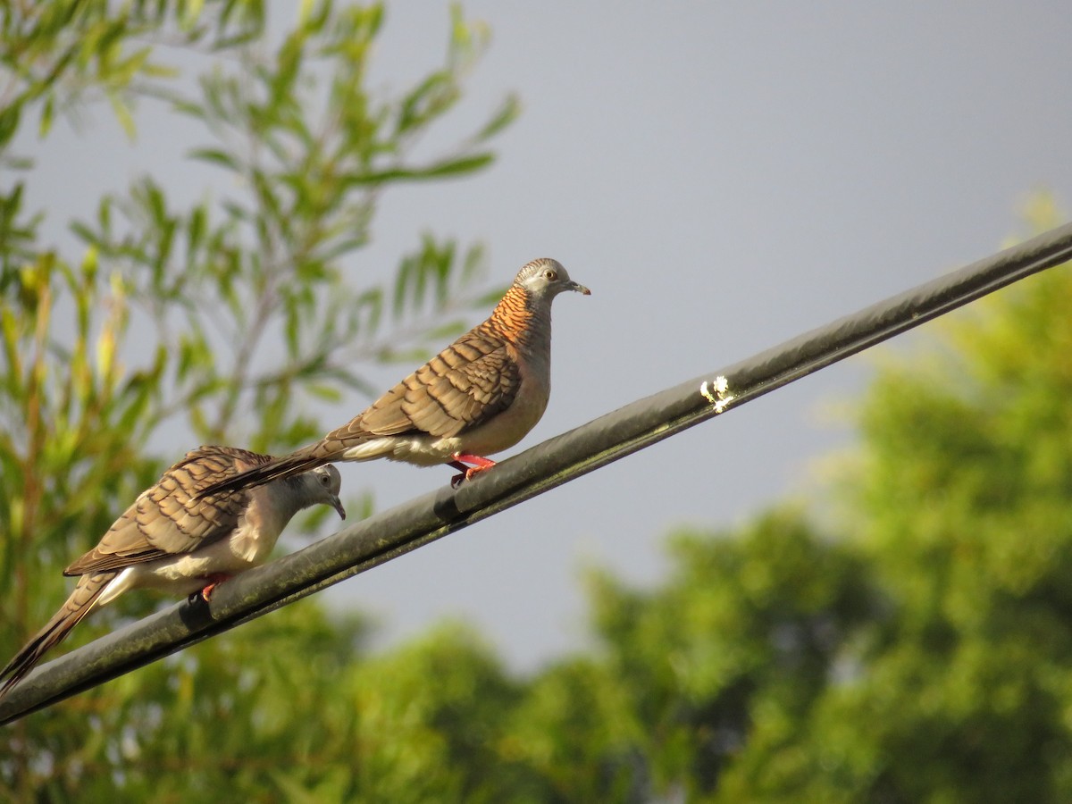 Bar-shouldered Dove - ML601771091