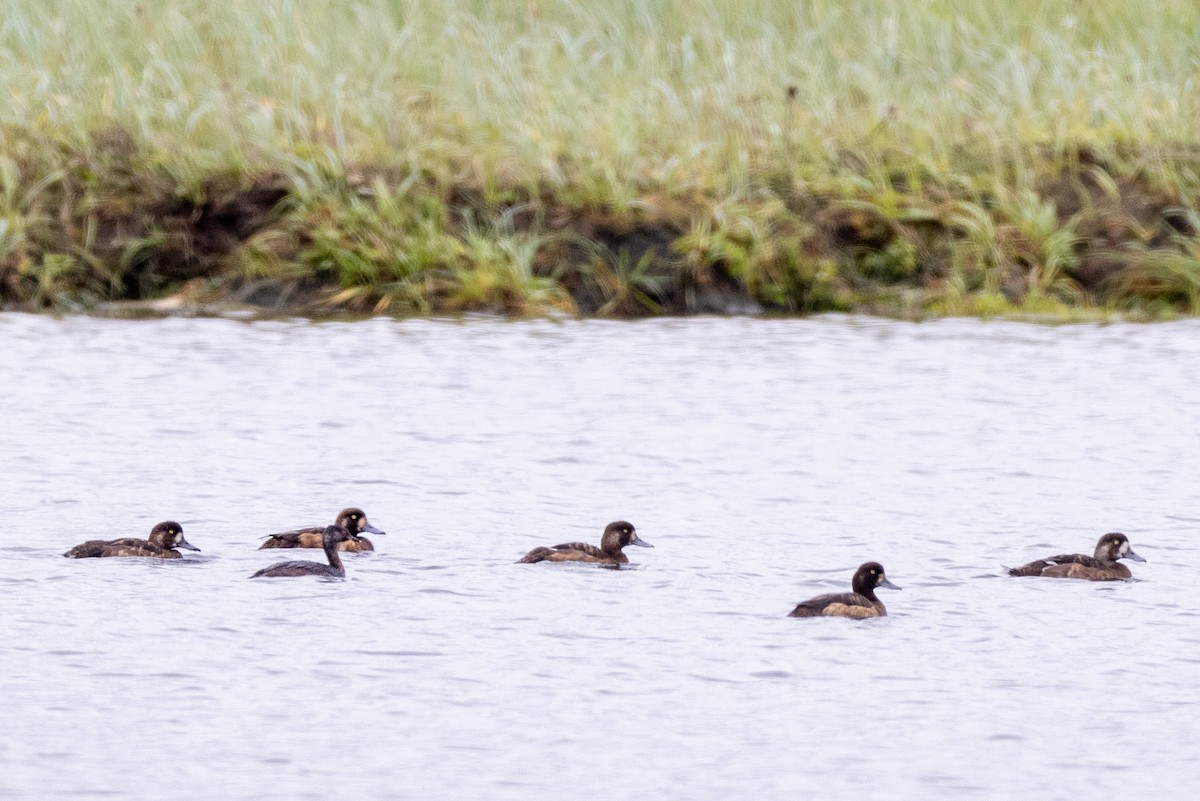 Horned Grebe - Kate Persons