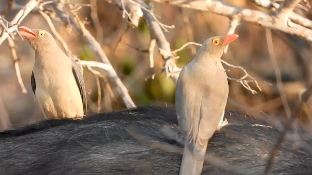 Red-billed Oxpecker - ML601772511