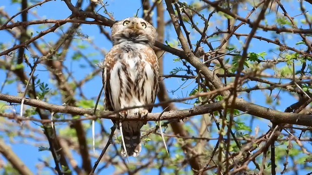 Pearl-spotted Owlet - ML601772901