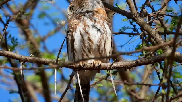Pearl-spotted Owlet - ML601772931