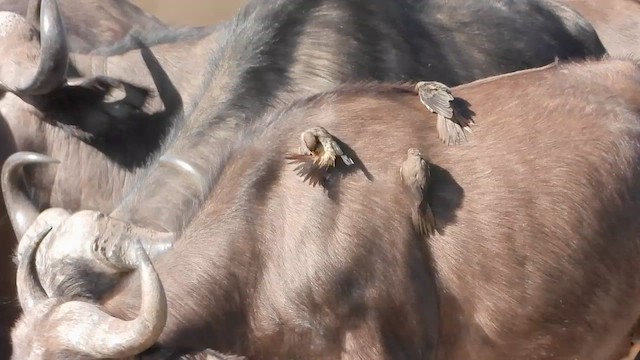 Yellow-billed Oxpecker - ML601773041