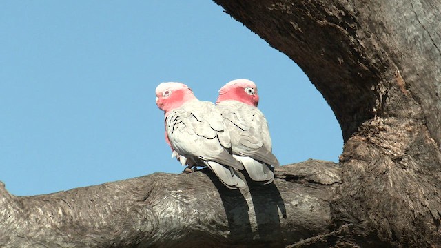 Cacatúa Galah - ML601773101