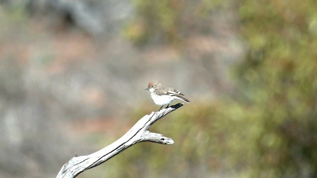 Red-capped Robin - ML601773151