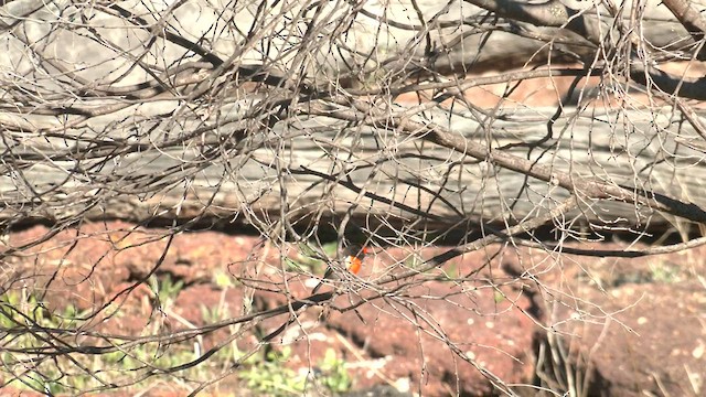 Red-capped Robin - ML601773161