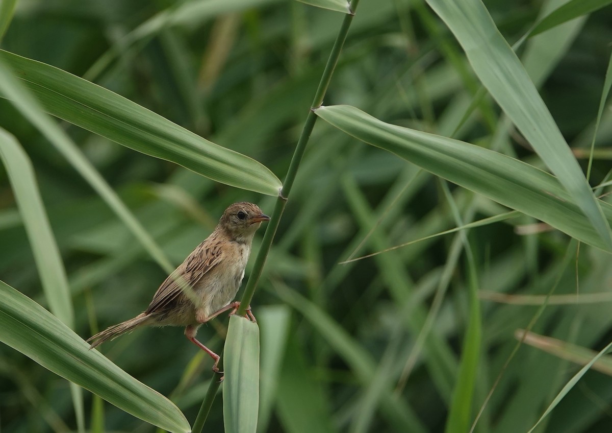 Marsh Grassbird - ML601773221