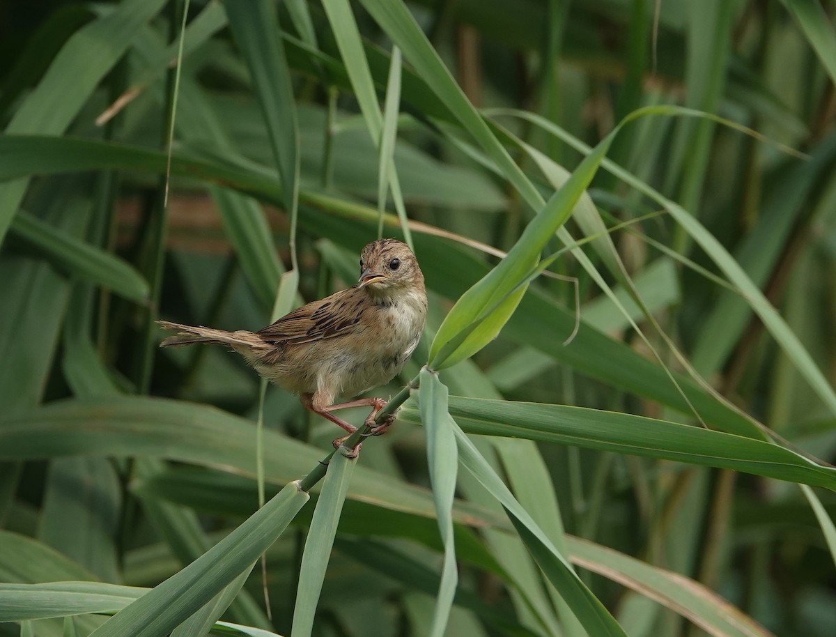 Marsh Grassbird - ML601773241