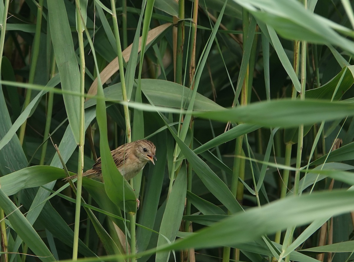 Marsh Grassbird - ML601773261