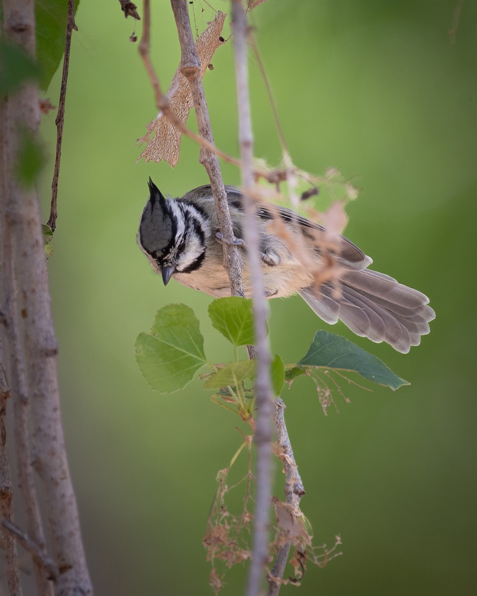 Bridled Titmouse - ML601773341