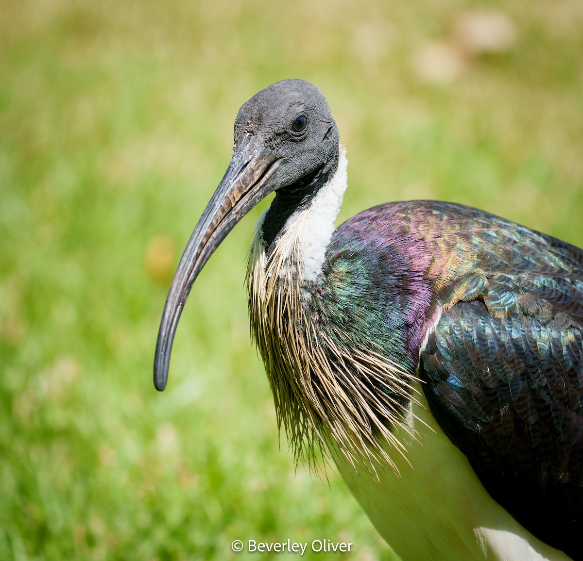 ibis slámokrký - ML601773841
