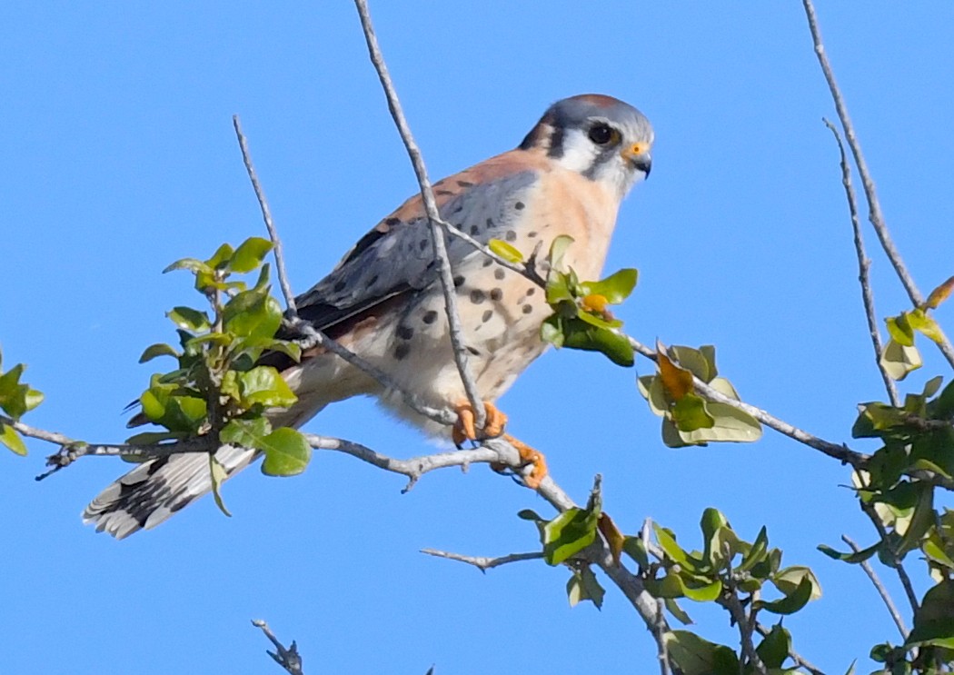 American Kestrel - ML601773911