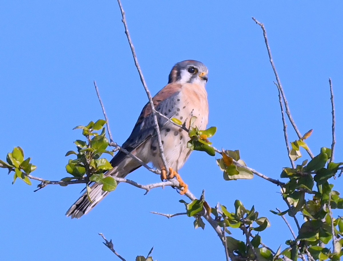 American Kestrel - ML601773921