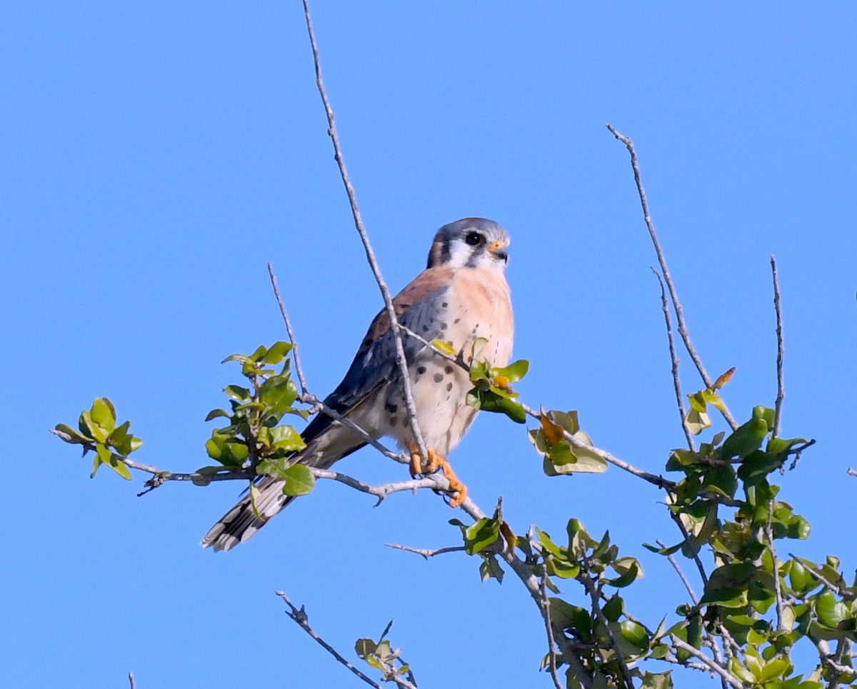 American Kestrel - ML601773931