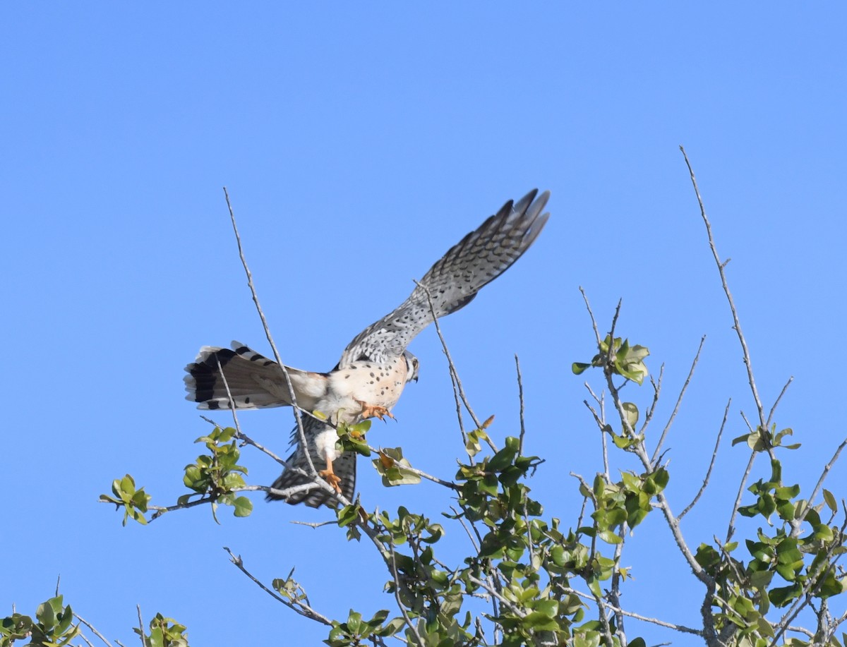 American Kestrel - Kristen Cart