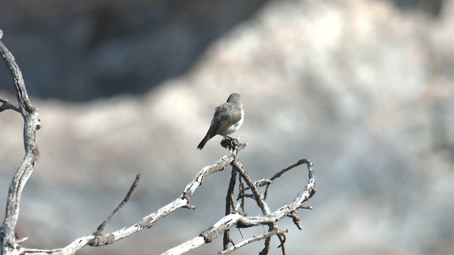 Western Thornbill - ML601774301