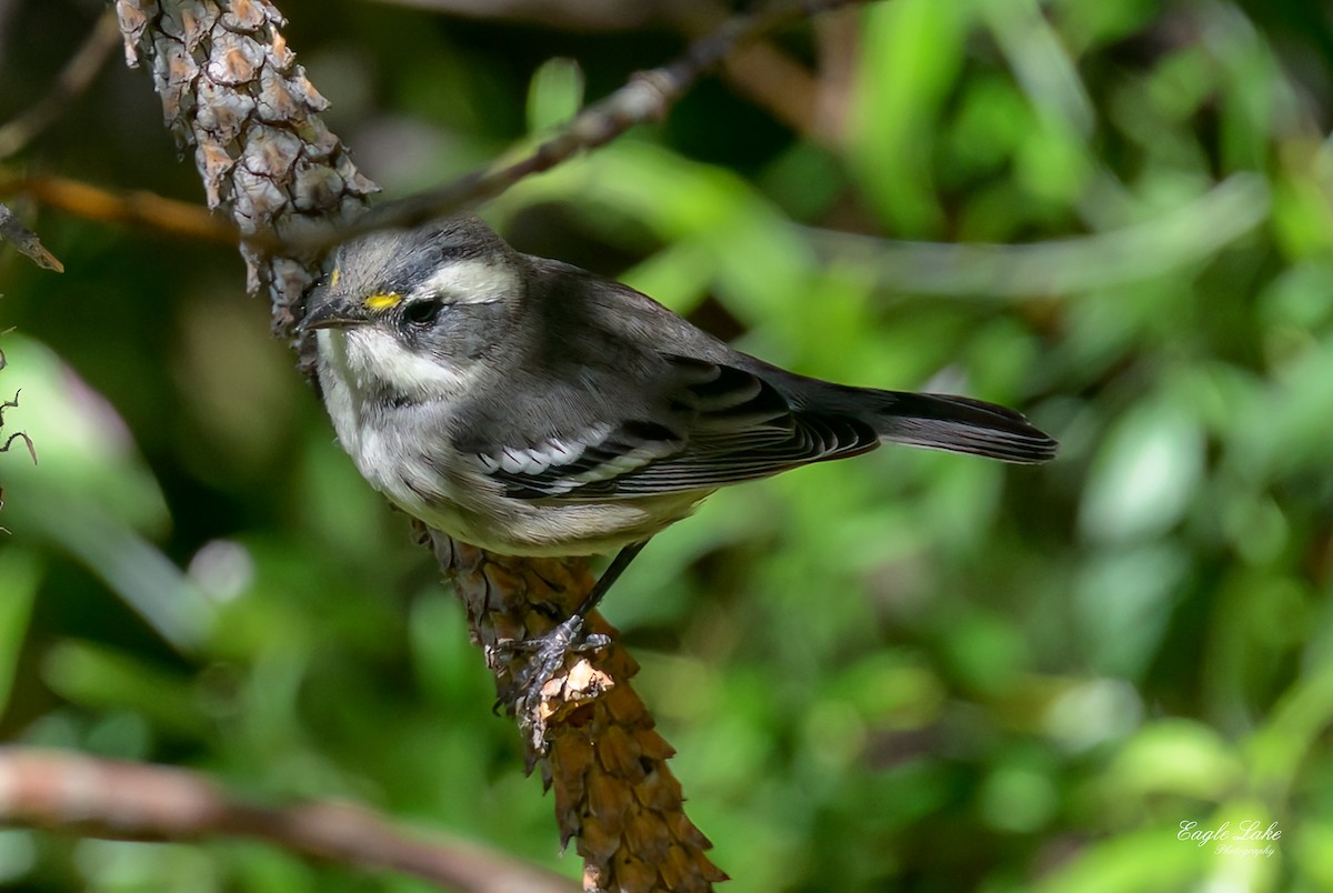 Black-throated Gray Warbler - ML601775731