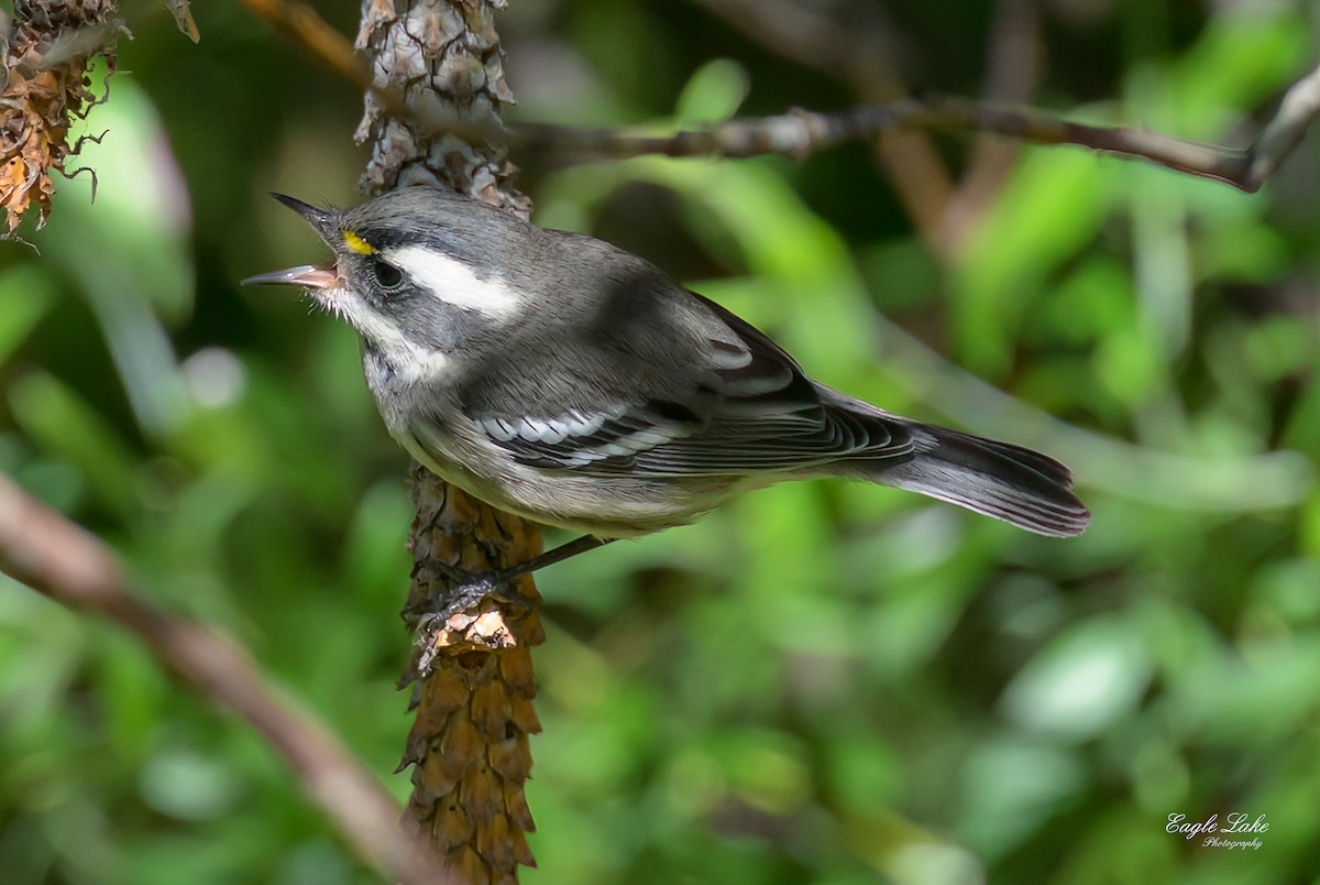 Black-throated Gray Warbler - ML601775741