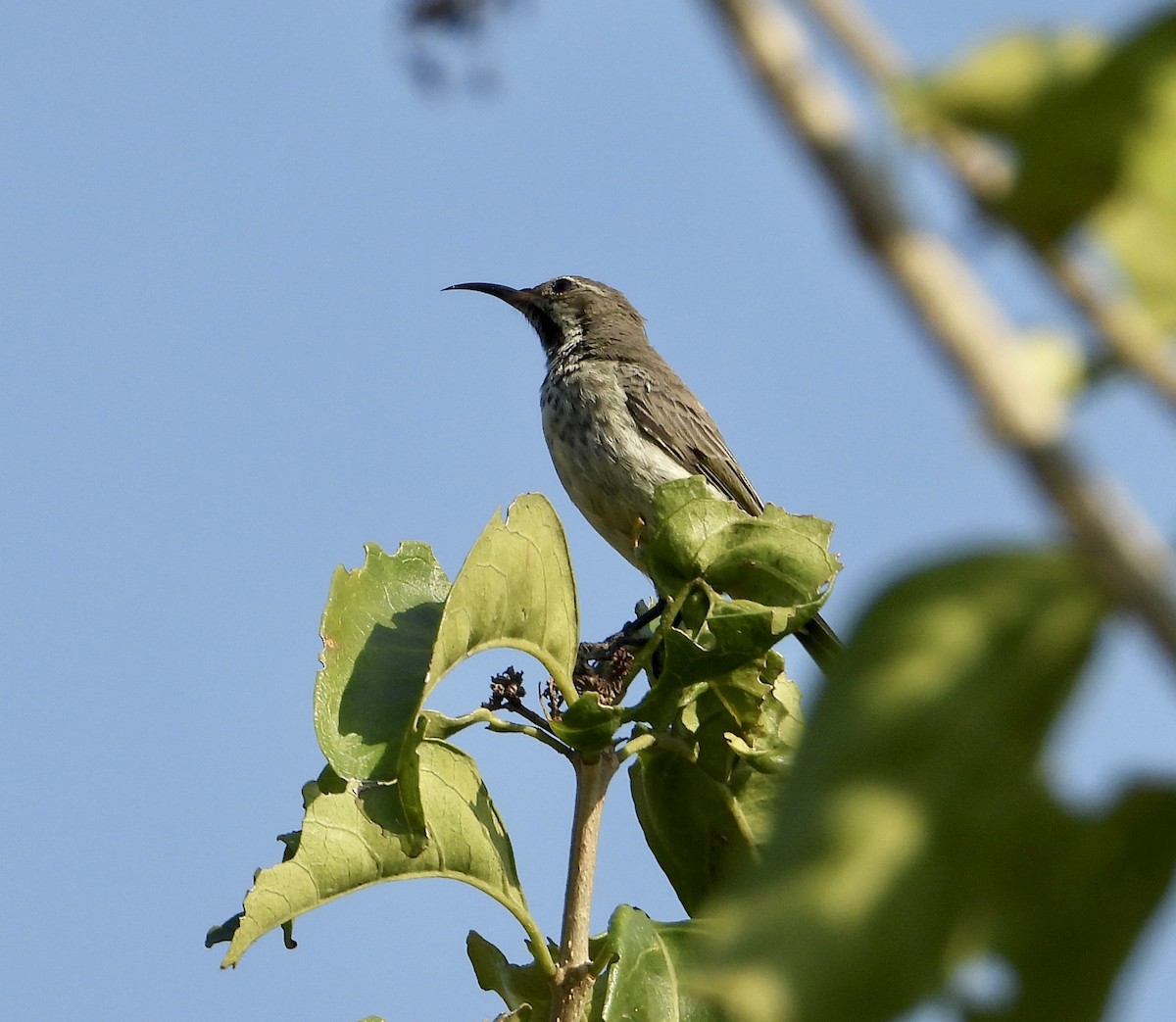 Amethyst Sunbird - Gary Brent