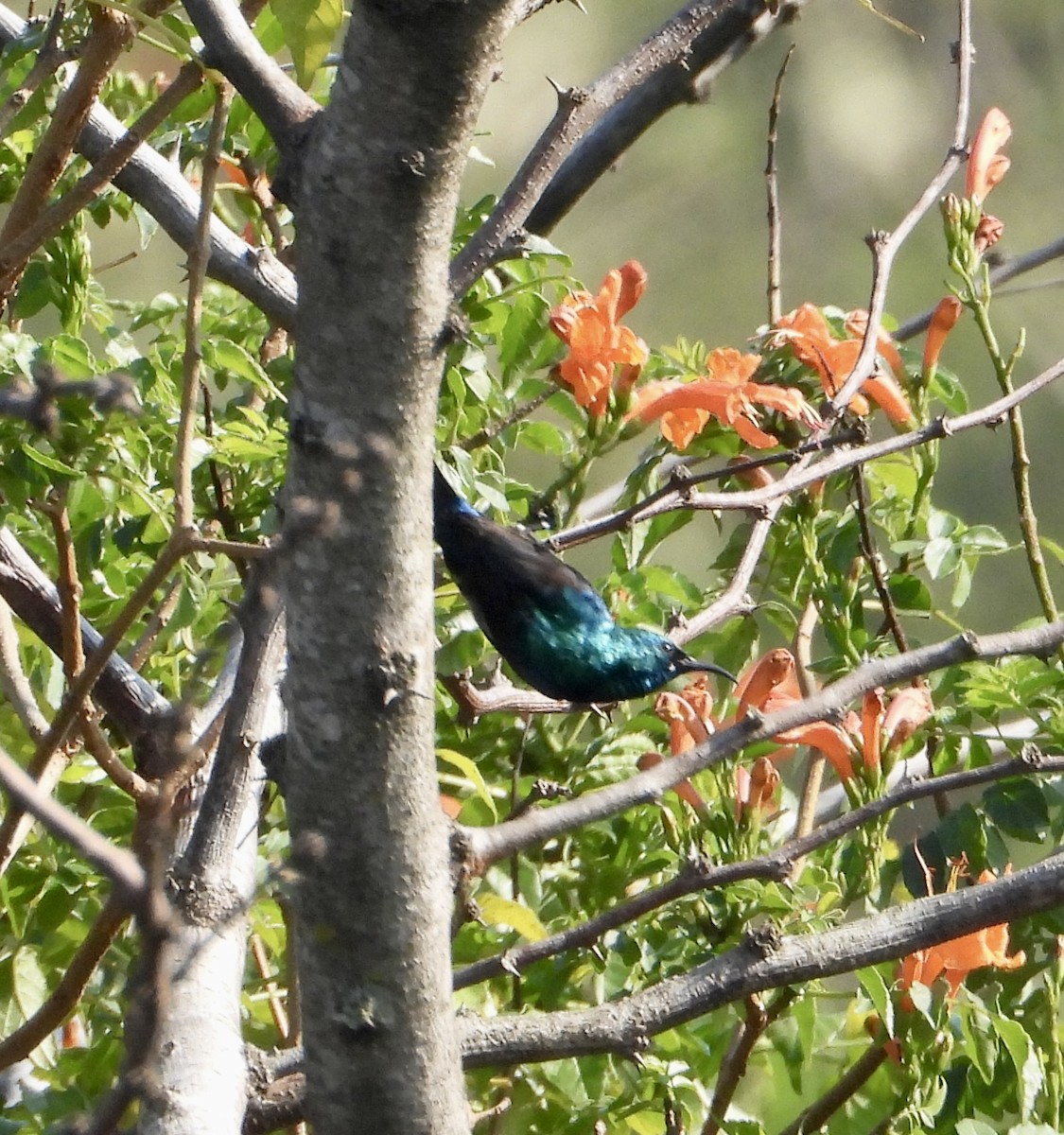 Weißbauch-Nektarvogel - ML601776161