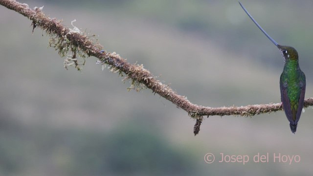 Colibrí Picoespada - ML601776241