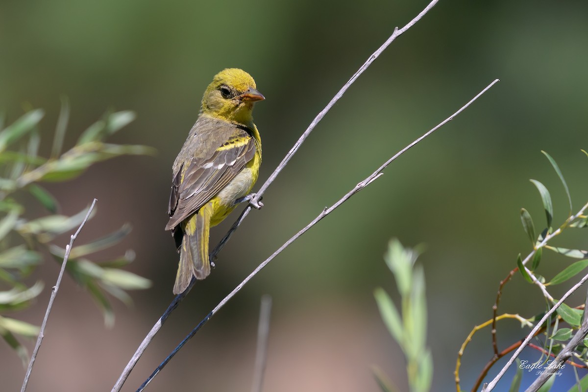 Western Tanager - ML601776261