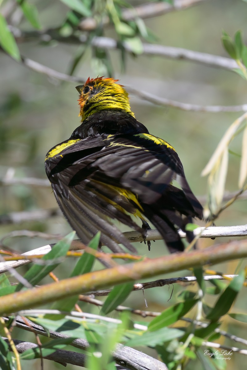 Western Tanager - ML601776271