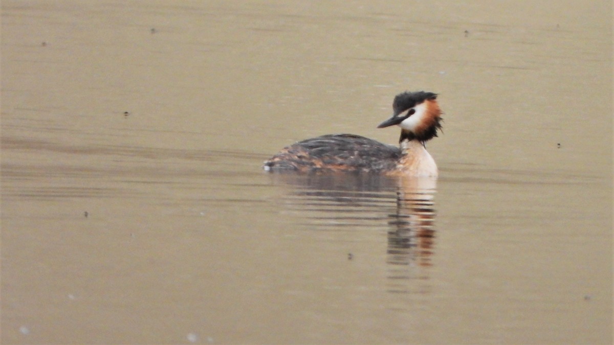 Great Crested Grebe - ML601776551