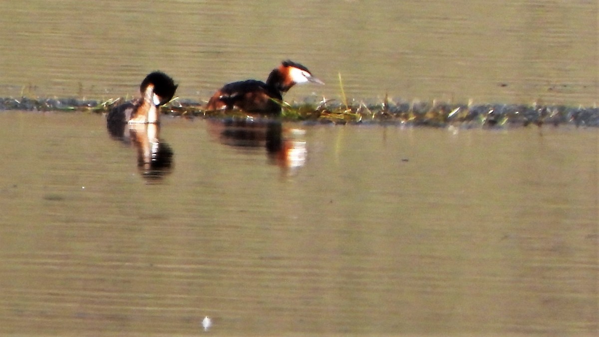 Great Crested Grebe - ML601776621