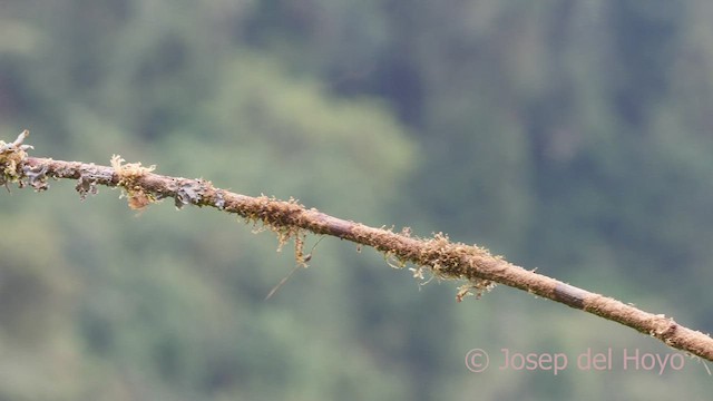 Colibrí Picoespada - ML601776891