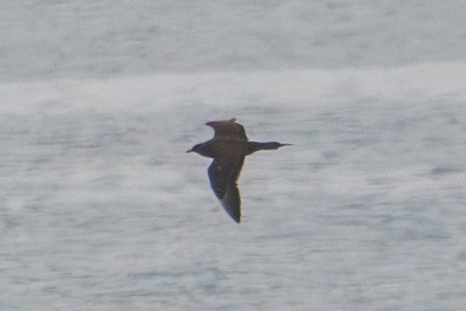 Parasitic Jaeger - ML601777111