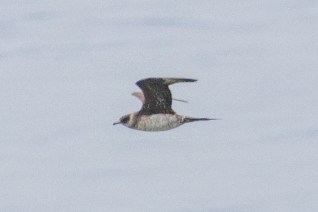 Parasitic Jaeger - ML601777121