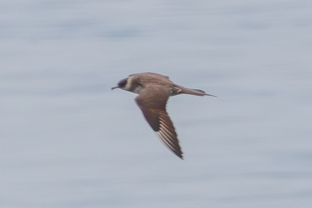 Parasitic Jaeger - ML601777131
