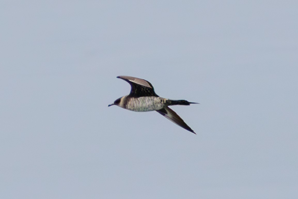 Parasitic Jaeger - ML601777141