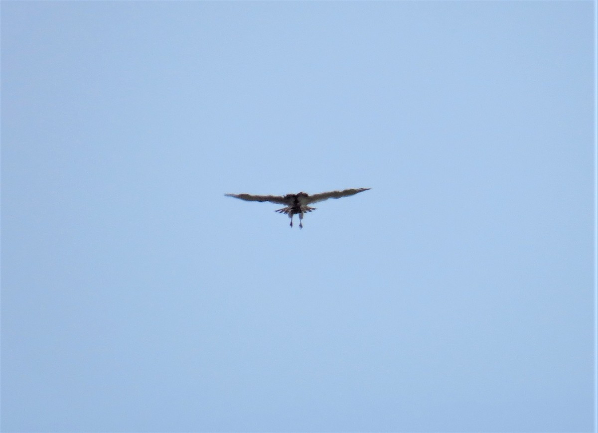 Short-toed Snake-Eagle - ML601777151