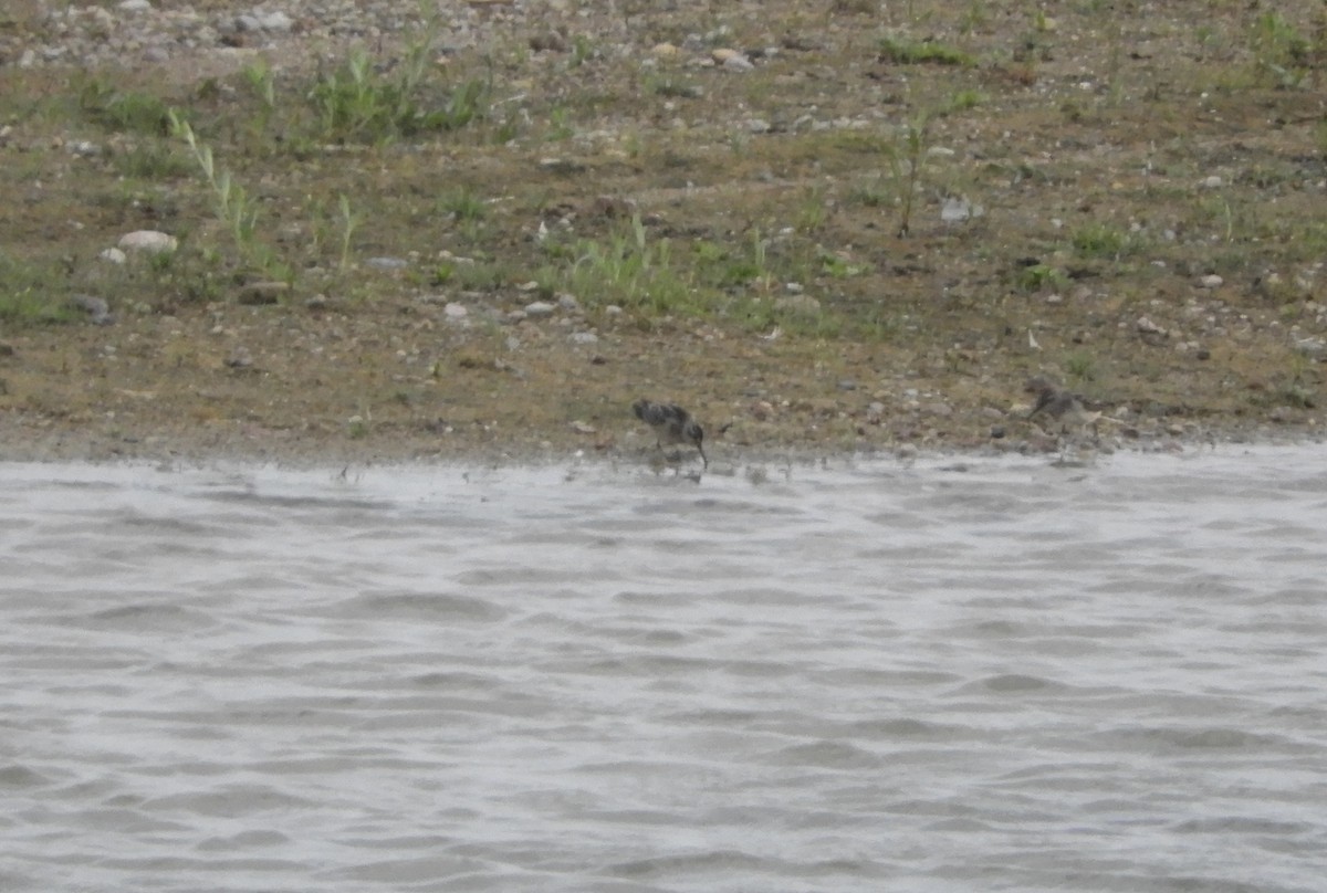 Broad-billed Sandpiper - ML601779681