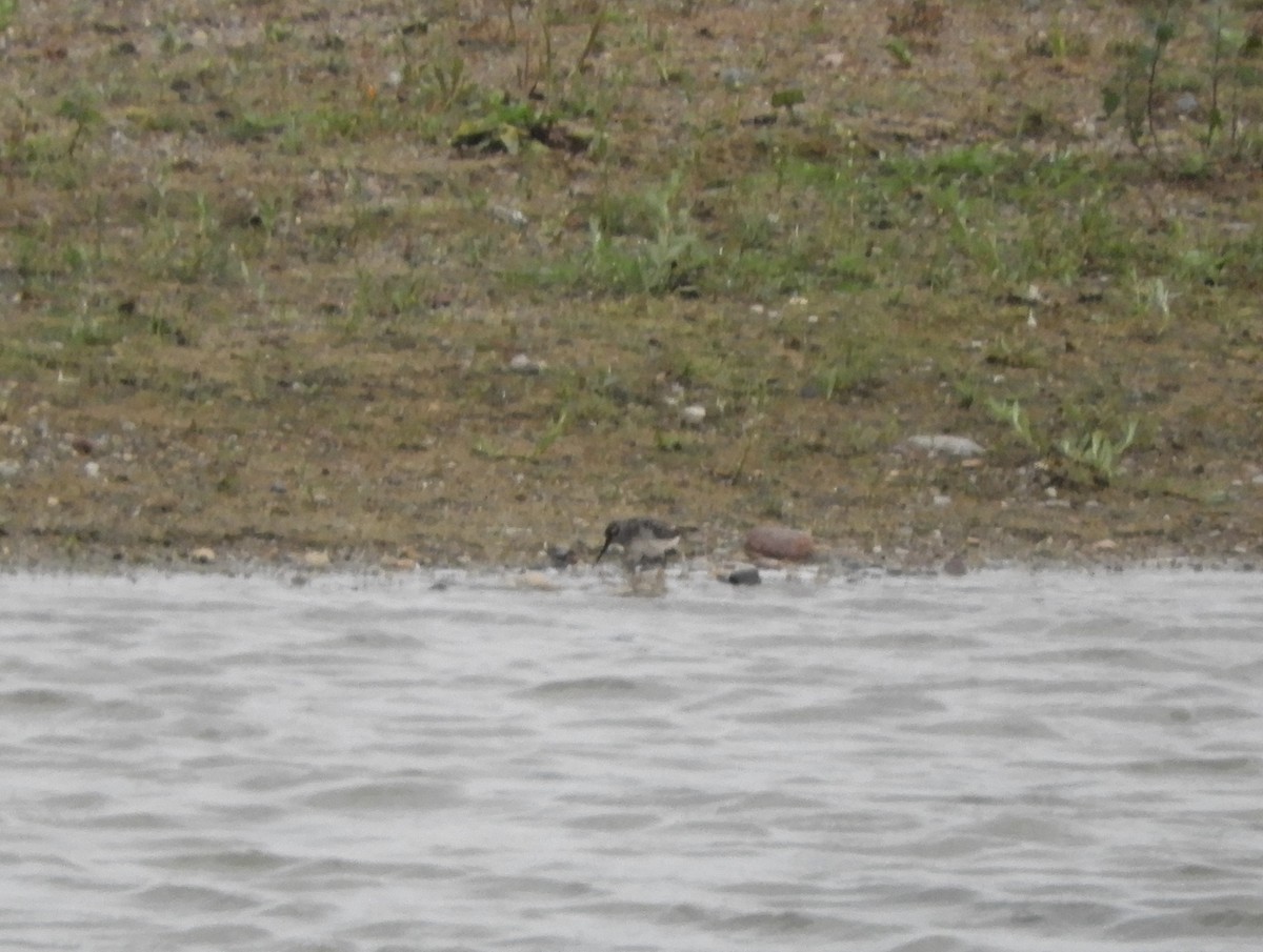 Broad-billed Sandpiper - ML601779691