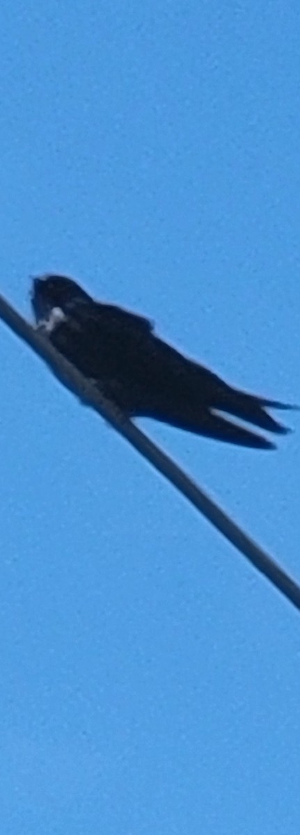 purpursvale - ML601779741