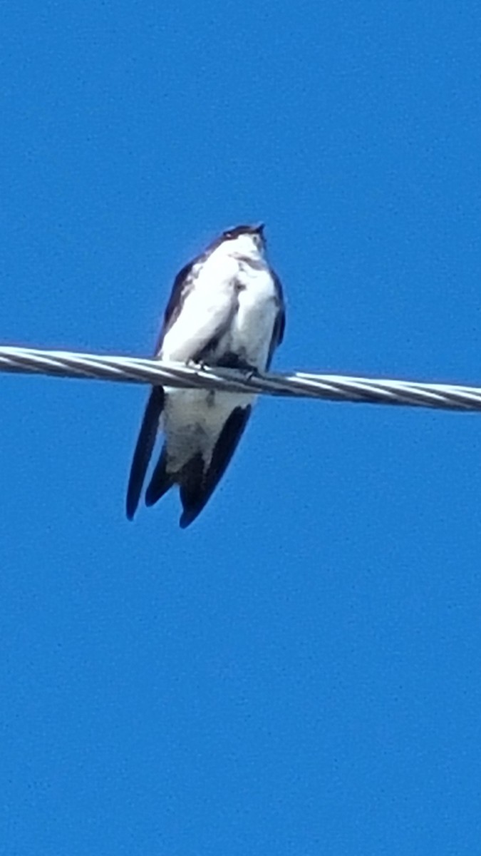 tresvale - ML601779771