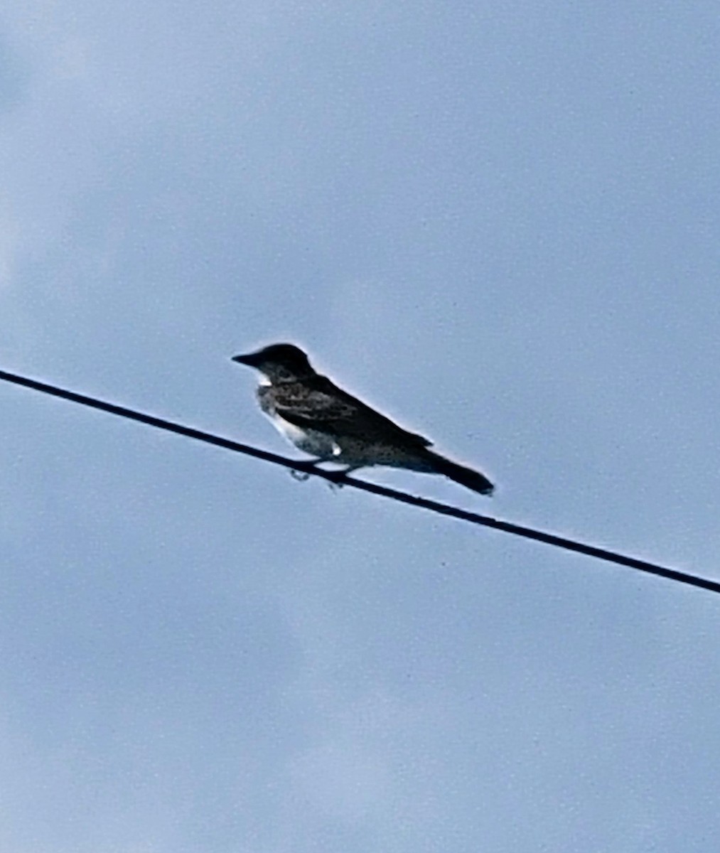 østkongetyrann - ML601780061