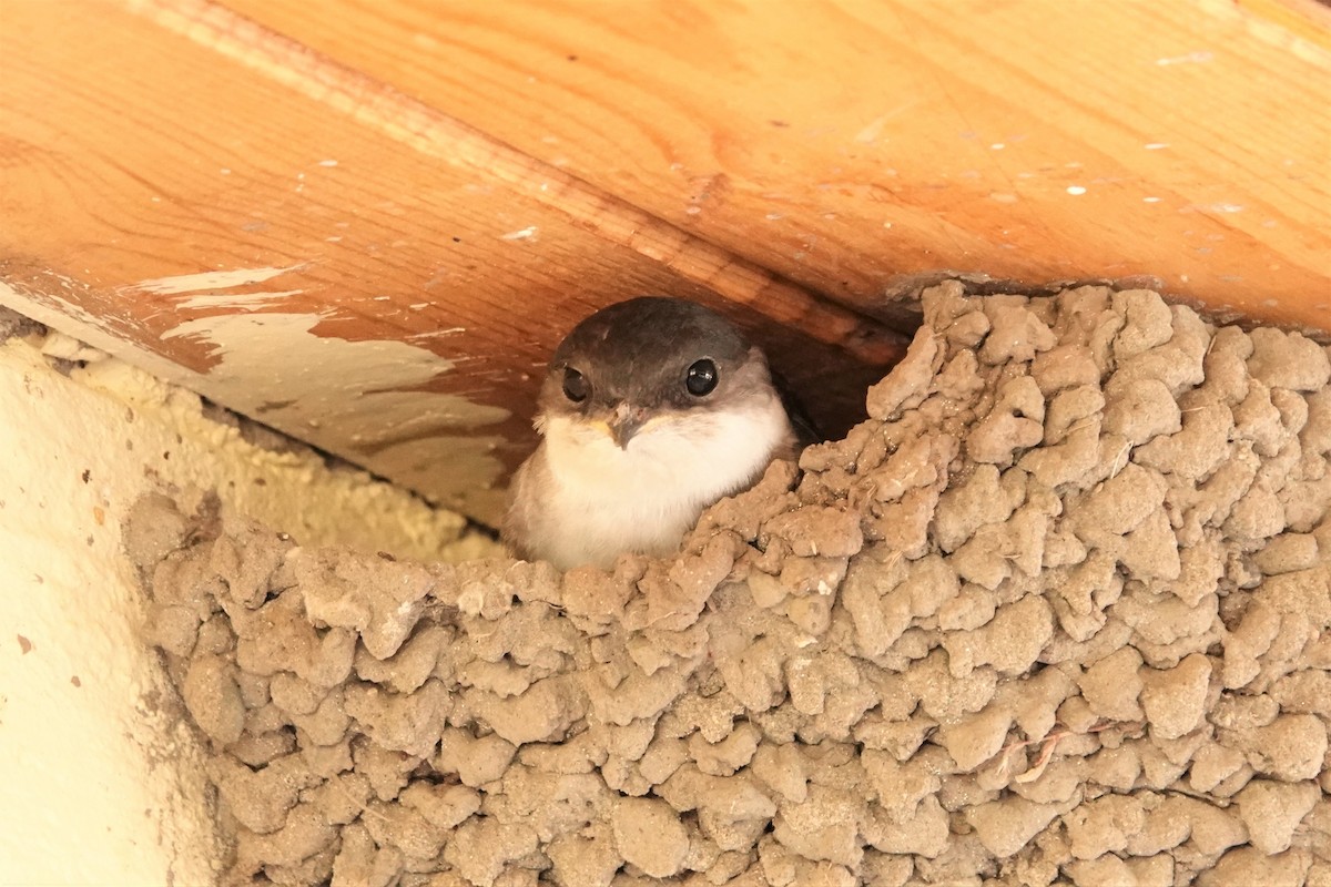 Western/Siberian House-Martin - ML601780721