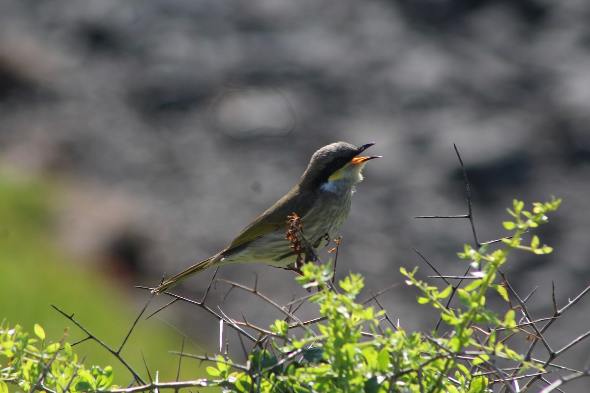 Singing Honeyeater - ML60178311