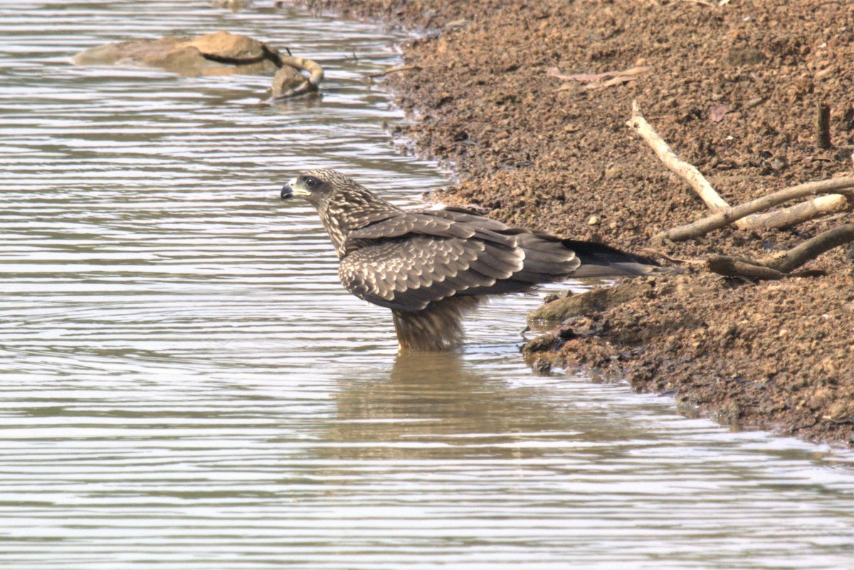 Black Kite - ML601783261