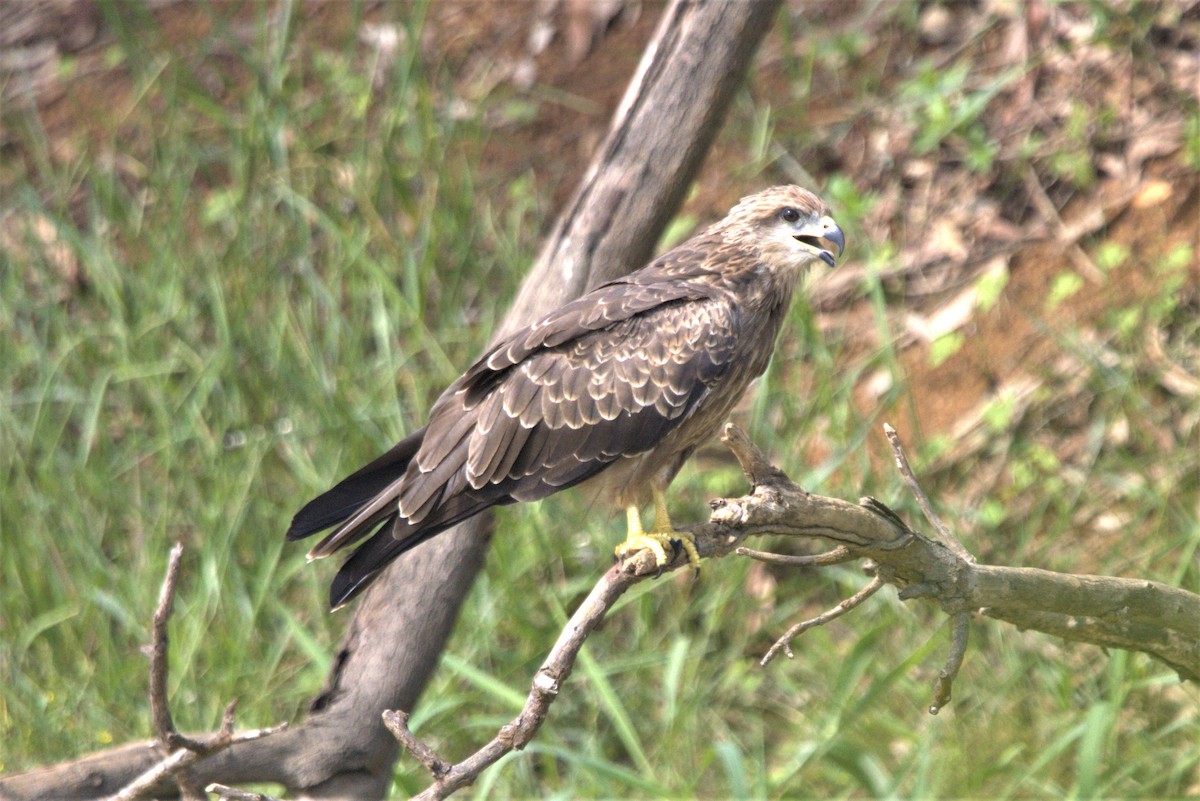 Шуліка чорний - ML601783271