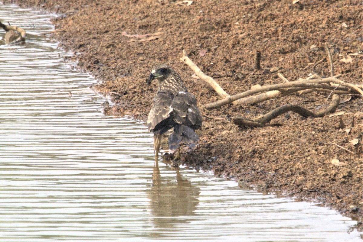 Black Kite - ML601783281